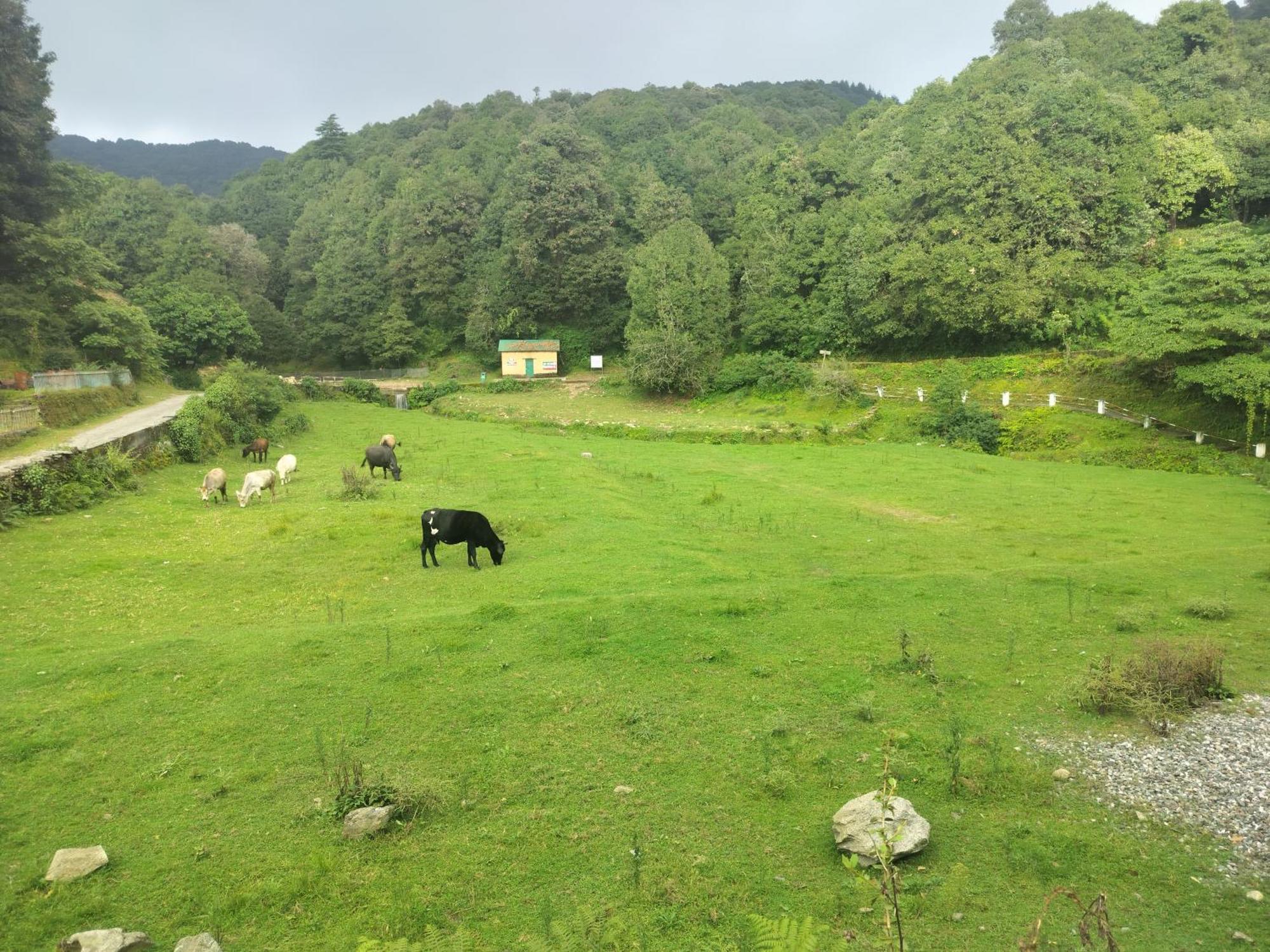 Simba Jungle Lodge, Binsar Wildlife Sanctuary Eksteriør billede
